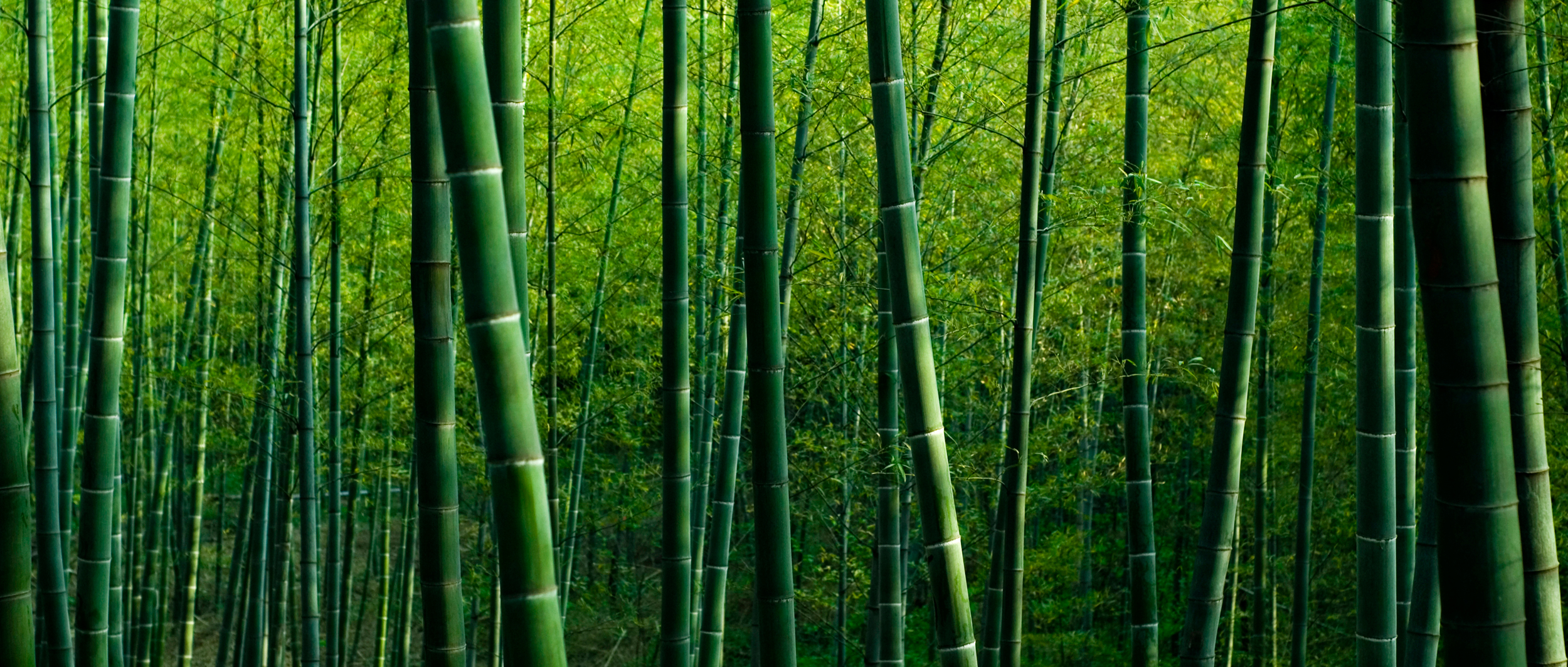 Nachhaltigkeit ist in unsere Denkweise und unsere Teppiche eingewoben