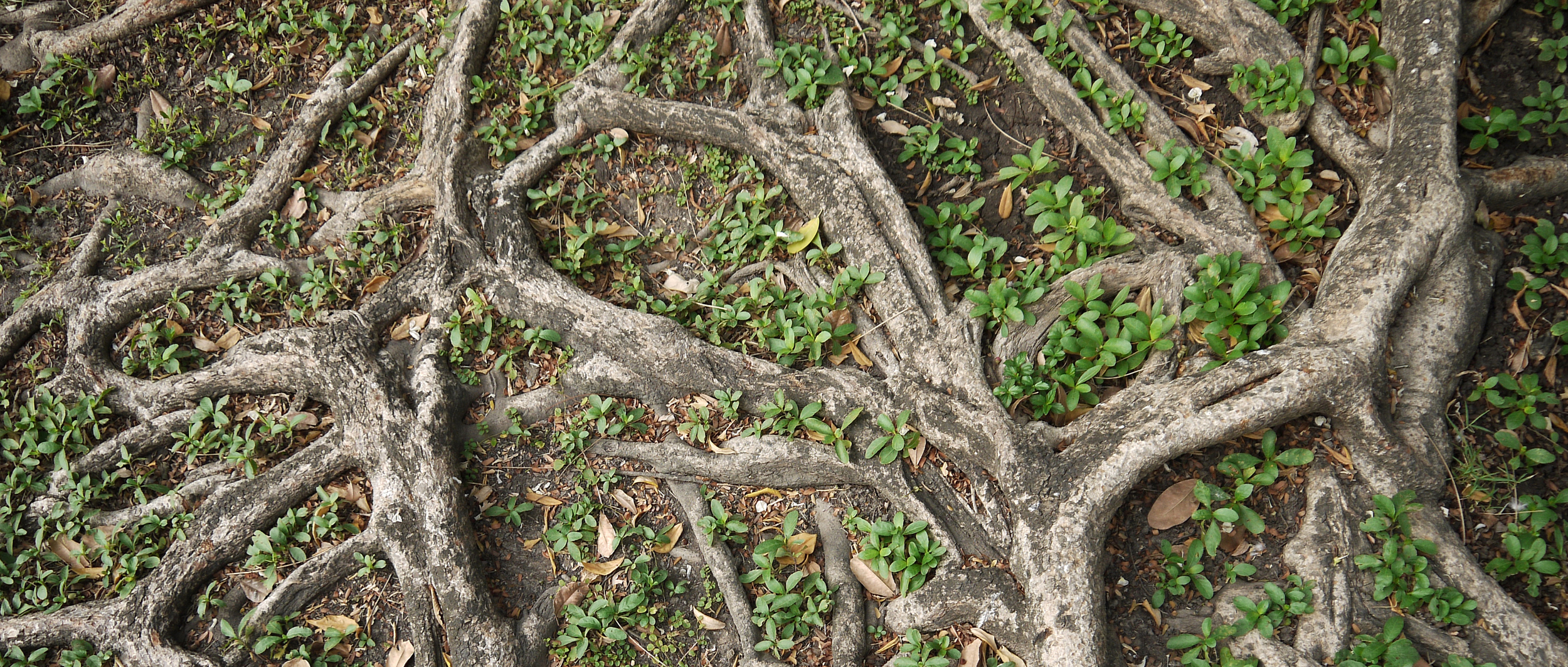 Zertifiziertes nachhaltiges Design