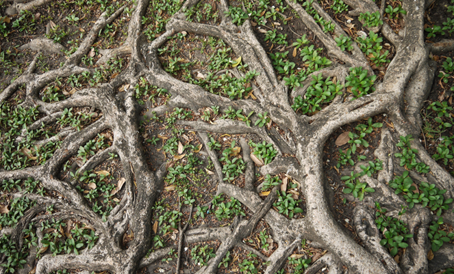 Cradle-to-Cradle-Zertifikat